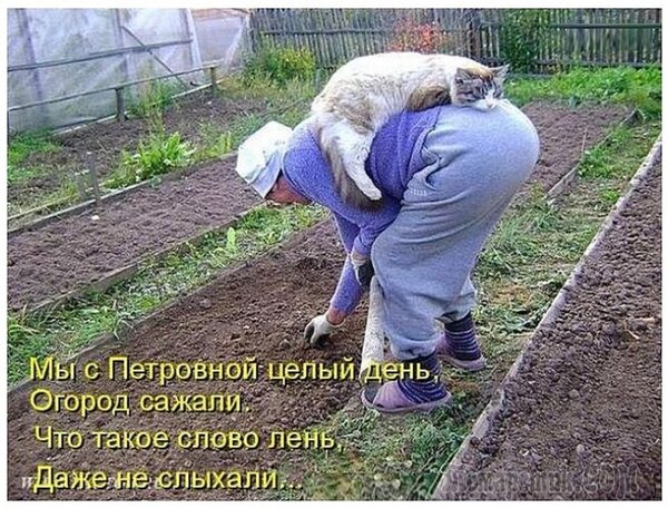 Открытка мы с Петровной целый день огород сажали