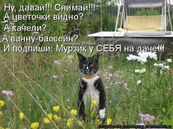 Открытка мурзик у себя на даче