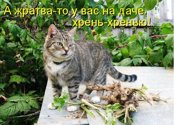 Открытка жратва то у нас на даче хрень хренью