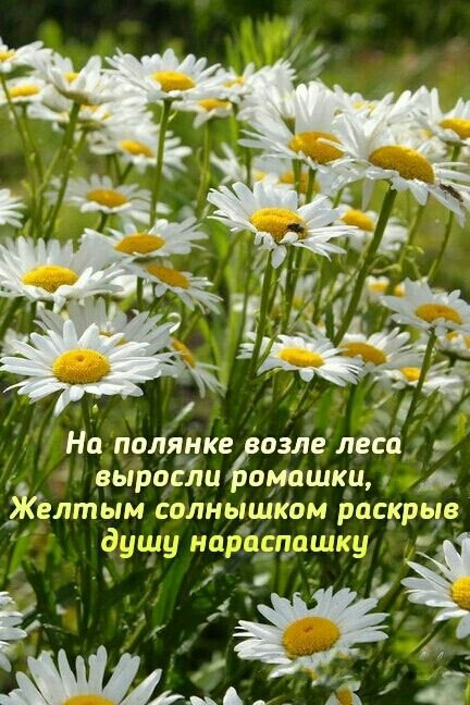 Открытка На полянке возле леса