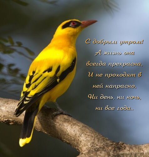 Открытка С добрым утром!