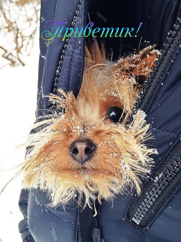 Анимированная открытка Приветик!