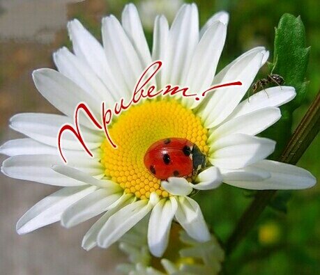 Открытка Привет!