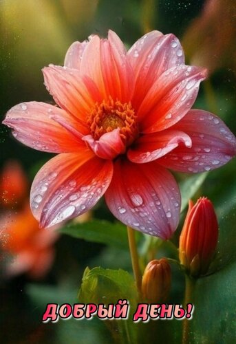Открытка Добрый день!