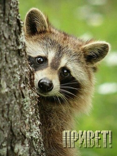 Открытка Привет!