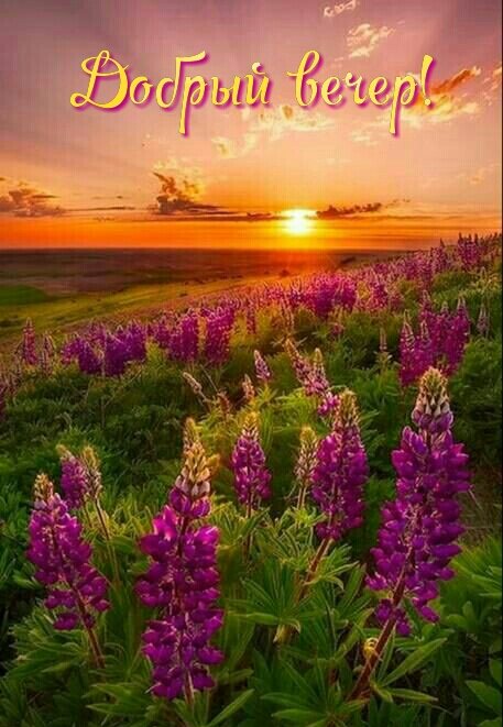 Открытка Добрый вечер!