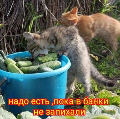 Открытка Надо есть пока в банки не запихали