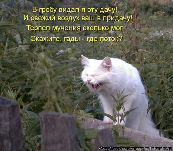 Открытка в гробу я видел эту дачу и свежий воздух ваш впридачу
