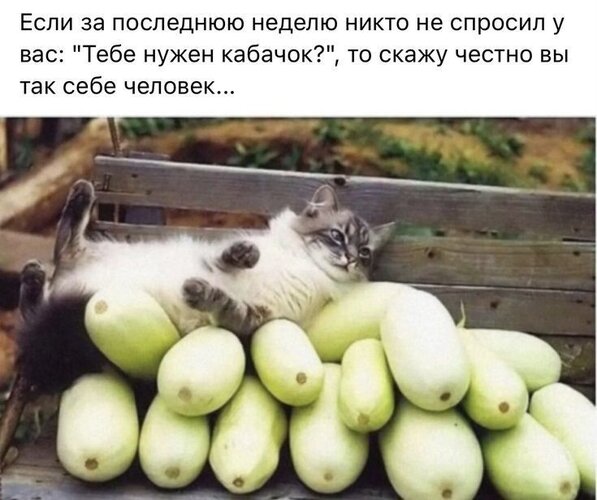 Открытка Тебе нужен кабачок