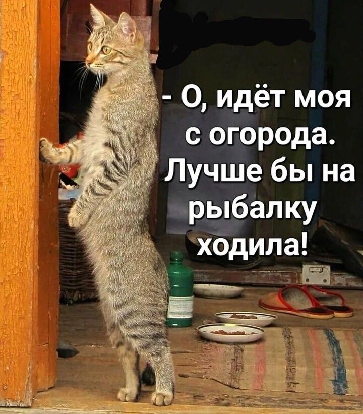 Открытка о идёт моя с огорода