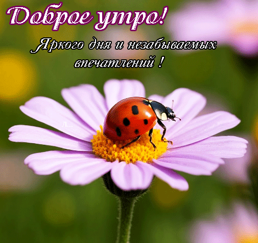 Анимированная открытка Доброе утро! Яркого дня и незабываемых впечатлений!