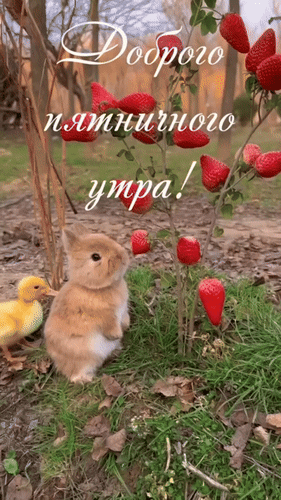 Анимированная открытка Доброго пятничного утра!