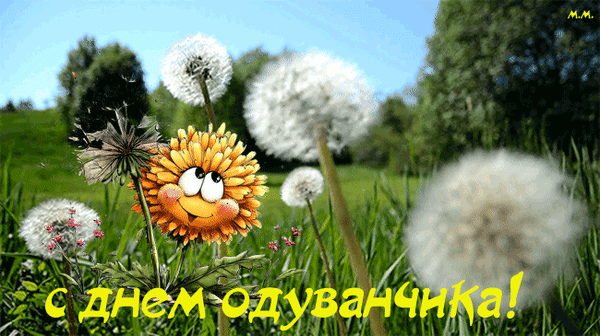 Анимированная открытка с днем одуванчика