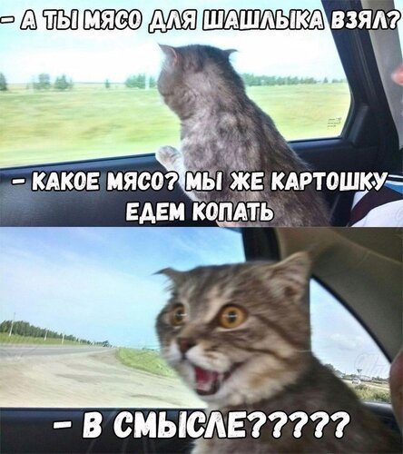 Открытка В смысле картошку