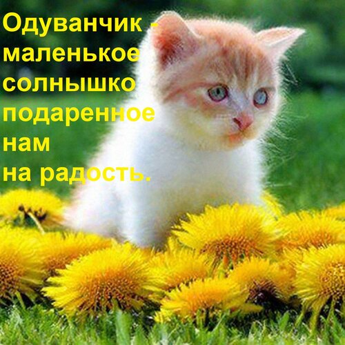 Открытка Одуванчик - маленькое солнышко, подаренное нам на радость.