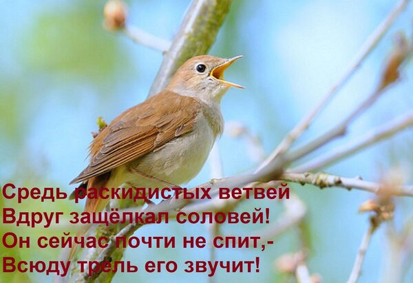 Открытка Средь раскидистых ветвей Вдруг защёлкал соловей! Он сейчас почти не спит,- Всюду трель его звучит!