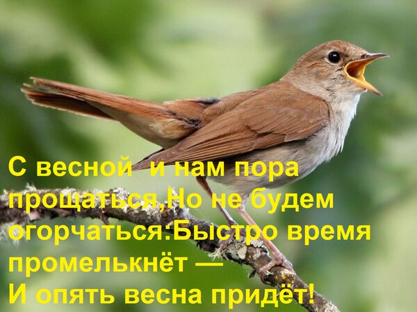 Открытка С весной и нам пора прощаться, Но не будем огорчаться: Быстро время промелькнёт — И опять весна при