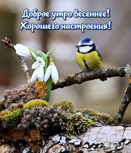 Открытка Доброе утро весеннее! Хорошего настроения!