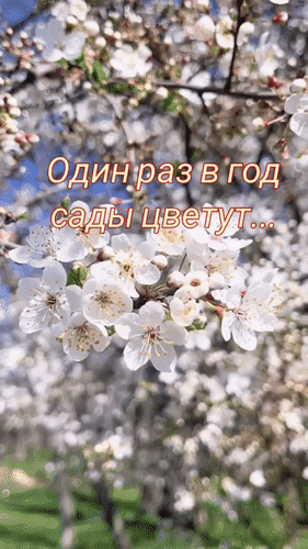 Анимированная открытка Один раз в год сады цветут...