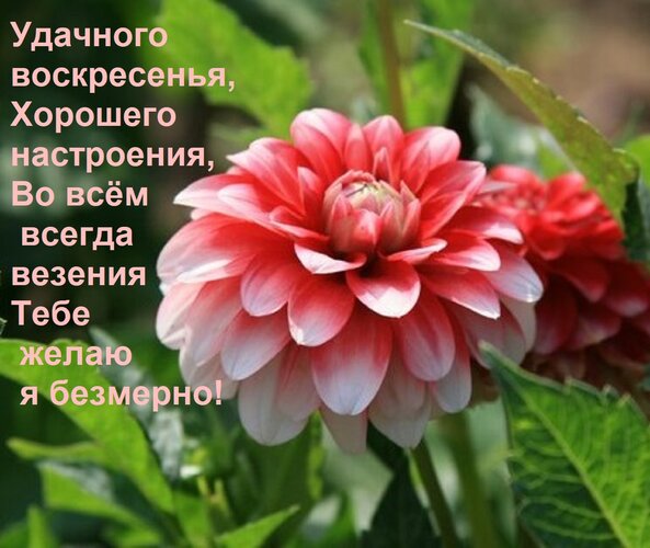 Открытка Удачного воскресенья, Хорошего настроения, Во всём всегда везения Тебе желаю я безмерно!