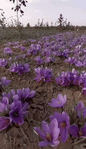 Анимированная открытка нет текста