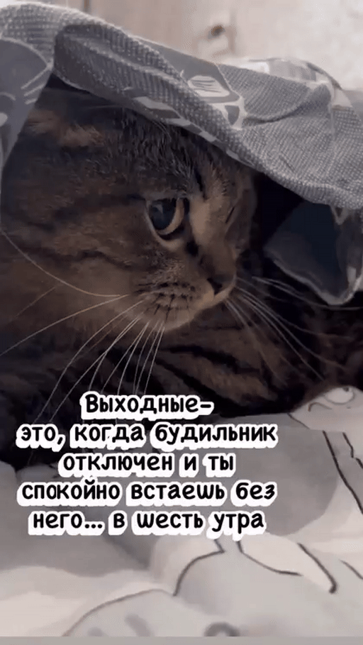 Анимированная открытка Юмор