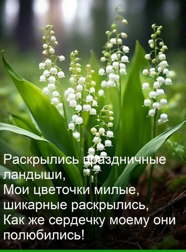 Открытка Раскрылись праздничные ландыши, Мои цветочки милые, шикарные раскрылись, Как же сердечку моему они п