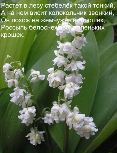 Открытка Растет в лесу стебелёк такой тонкий, А на нем висит колокольчик звонкий, Он похож на жемчужный горош
