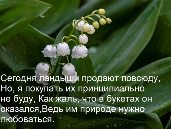 Открытка Сегодня ландыши продают повсюду, Но, я покупать их принципиально не буду, Как жаль, что в букетах он