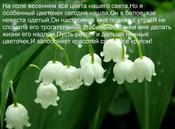 Открытка На поле весеннем все цвета нашего света, но я особенный цветочек сегодня нашла, он в белое одет