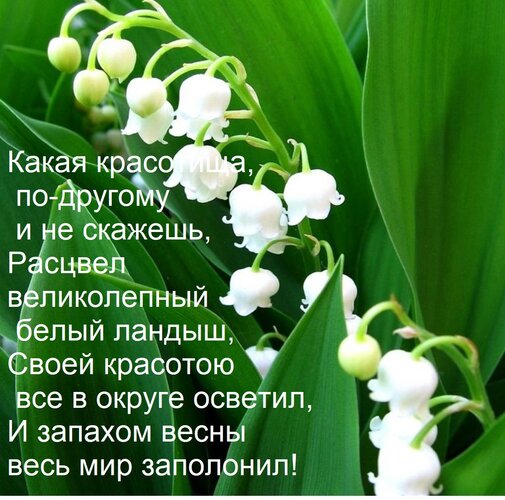 Открытка Какая красотища, по-другому и не скажешь, Расцвел великолепный белый ландыш, Своей красотою все в ок