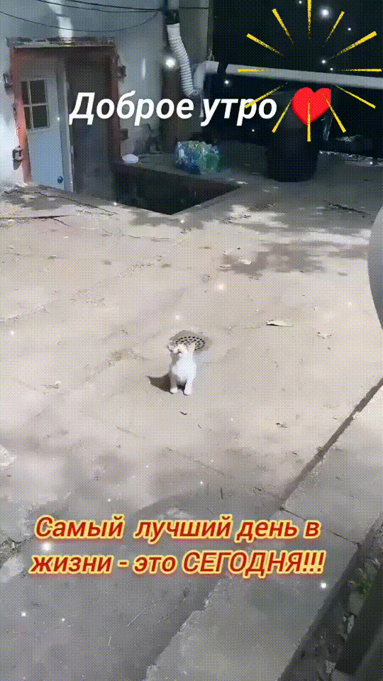 Анимированная открытка Доброе утро. Самый лучший день в жизни - это сегодня!