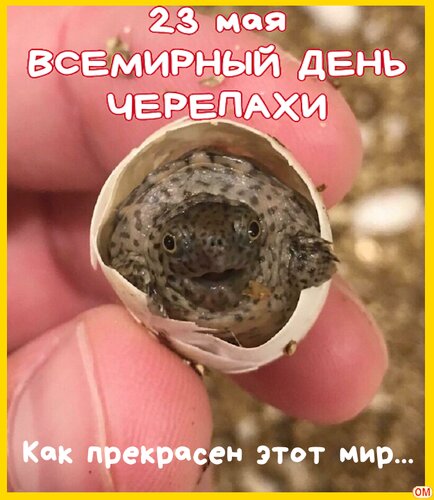 Открытка день черепахи 2