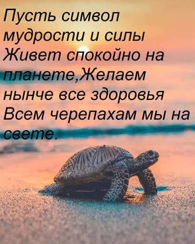 Открытка Пусть символ мудрости и силы Живет спокойно на планете, Желаем нынче все здоровья Всем черепахам мы