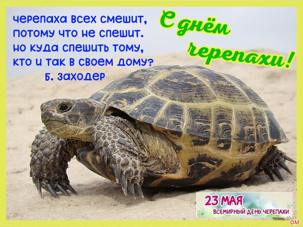 Открытка день черепахи 4