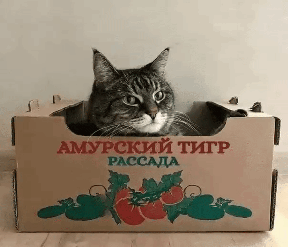 Анимированная открытка Амурский тигр. Рассада