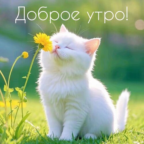 Открытка с добрым утречком