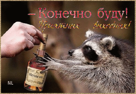 Открытки енот с днем рождения Открытки енот с днем рождения