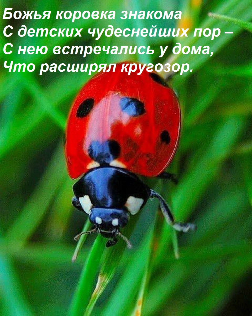 Открытка Божья коровка знакома С детских чудеснейших пор – С нею встречались у дома, Что расширял кругозор.