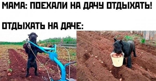 Открытка Отдыхать на даче
