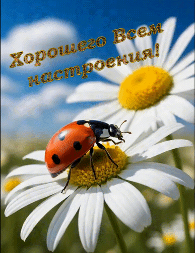 Анимированная открытка Хорошего всем настроения!