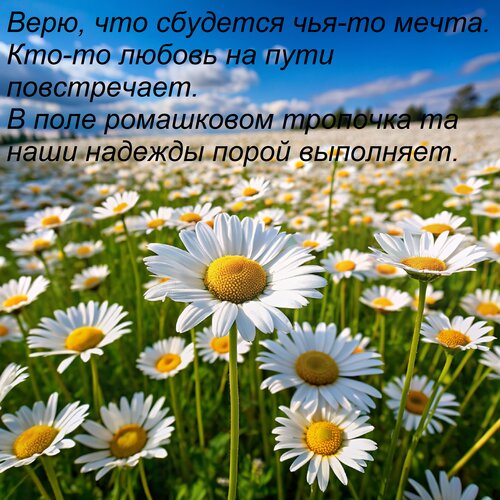 Открытка Верю, что сбудется чья-то мечта. Кто-то любовь на пути повстречает. В поле ромашковом тропочка та на