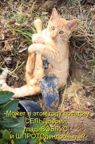 Открытка может в этом году посадим СЕЛЬДерей