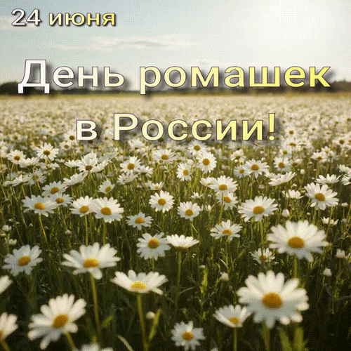 Анимированная открытка 24 июня День ромашек в России!