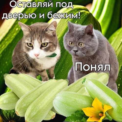 Открытка оставляй под дверью и бежим