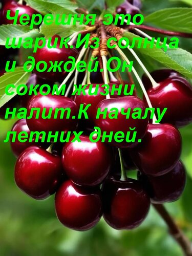 Открытка Черешня это шарик Из солнца и дождей. Он соком жизни налит К началу летних дней.