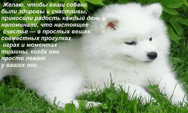 Открытка Желаю, чтобы ваши собаки были здоровы и счастливы, приносили радость каждый день и напоминали, чт