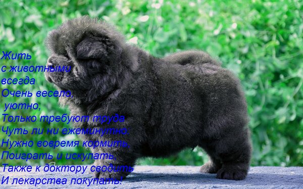 Открытка Жить с животными всегда Очень весело, уютно, Только требуют труда Чуть ли ни ежеминутно: Нужно вовре
