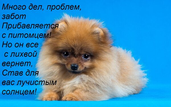 Открытка Много дел, проблем, забот Прибавляется с питомцем! Но он все с лихвой вернет, Став для вас лучистым