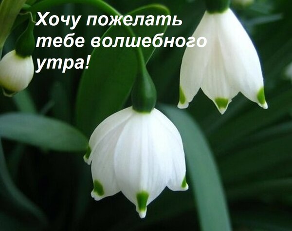 Открытка Хочу пожелать тебе волшебного утра!